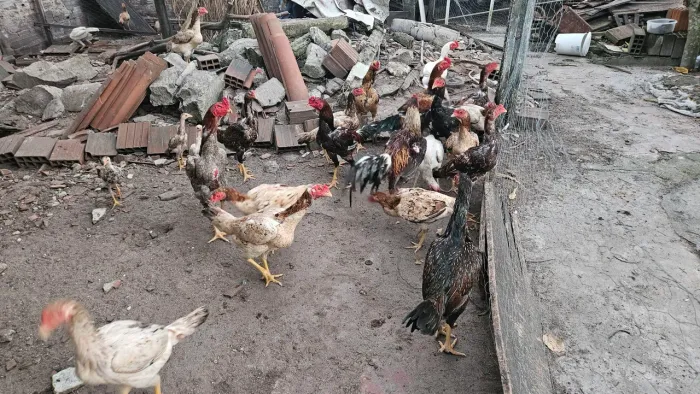 Galos, frangos e galinhas de raça