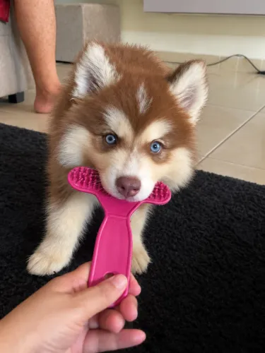 Belos Filhotes de Husky Siberiano Para Reservar!