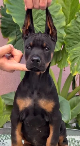 Fêmea Dobermam