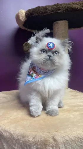 Gato Persa com Pedigree