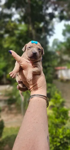 Galgo Italiano FEMEA - Linda Cor