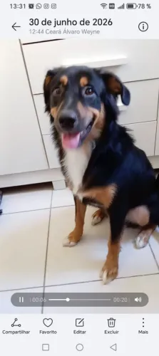 Doando um cachorro