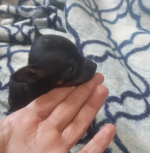 Pinscher Miniatura disponível