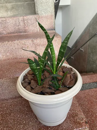 Espada-de-são-jorge Black Muda 