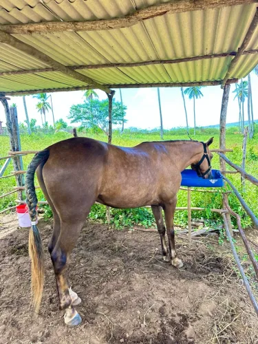  cavalo égua  quarto de milha 
