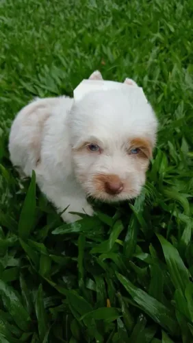 Lindo yorkshire machinho de olhos azuis