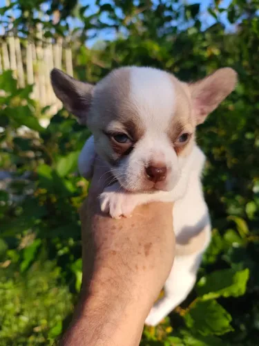 Chihuahua Macho Parti-color Chocolate Raro ? Rio Sagrado