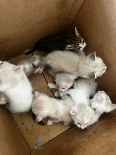 Doação de gato