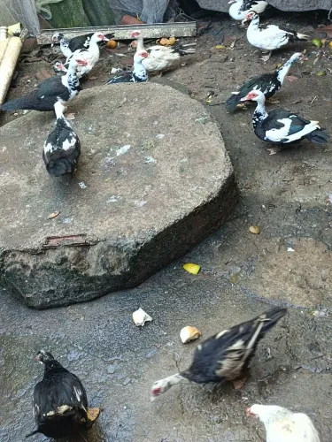 Patas e e patos adultos ! As fêmeas todas estão pondo .
