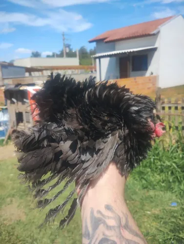 Galinha Black sura frisada