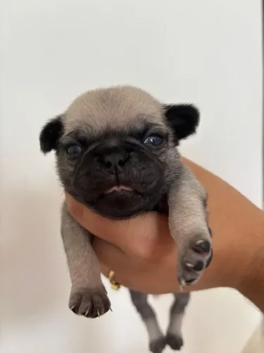 Pug Mini fêmea