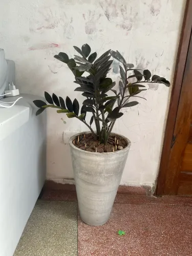 Zamioculca Black Queen (aceito cartão)