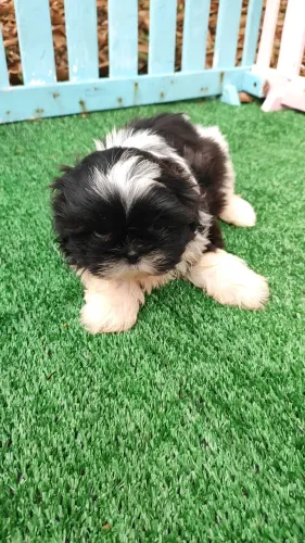 Fêmea de Shih Tzu