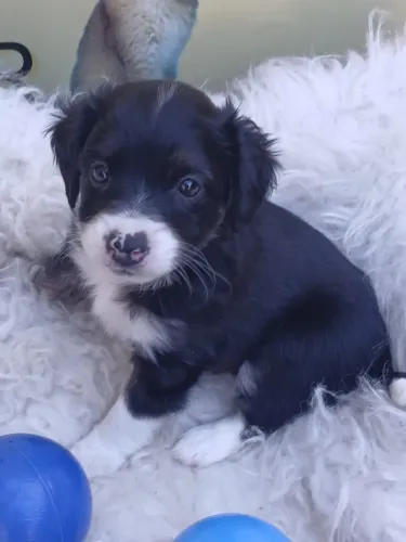 Filhotinhos de cachorro - Adoção Responsável em Ribeirão Preto SP