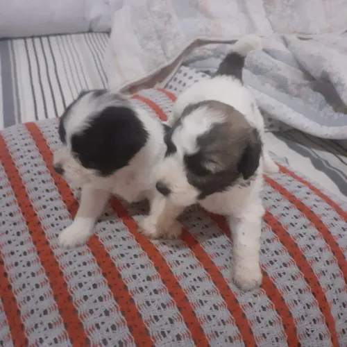 Lindos podlle
