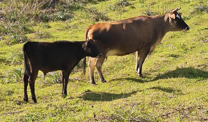 Vaca com terneiro