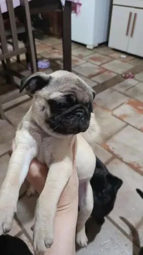 Vendo filhotes fêmeas de Pug mini 