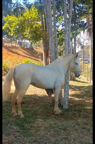 Cavalo branco marcha picada inteiro
