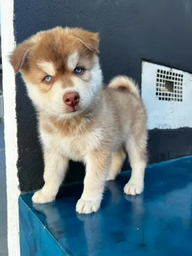 HUSKY SIBERIANO