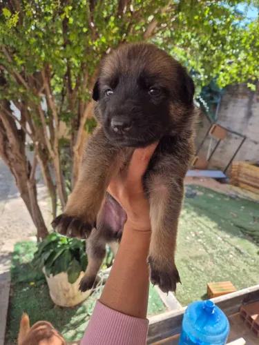 Filhote Pastor Malinois (Fêmea)