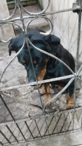 Vende se uma Rottweiler fêmea 
