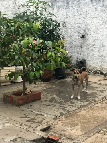 Adoção responsável, adote essa linda cachorra 