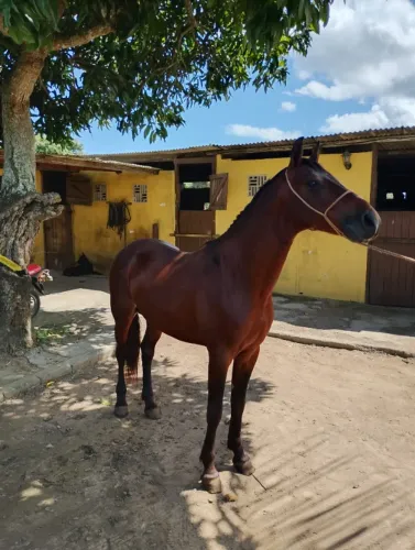Cavalo Garanhão Mangalarga Machador TOP 5 Anos Esparta do Kangurito