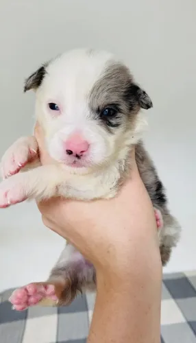 Femea Border Collie Blue Merle 