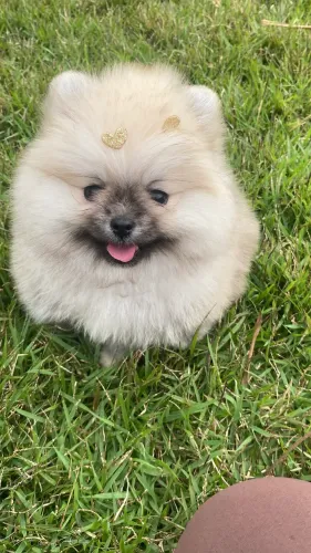 Spitz alemão fêmea