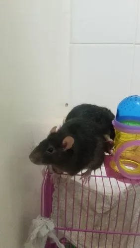 2 Twister 5 meses com gaiola e acessórios