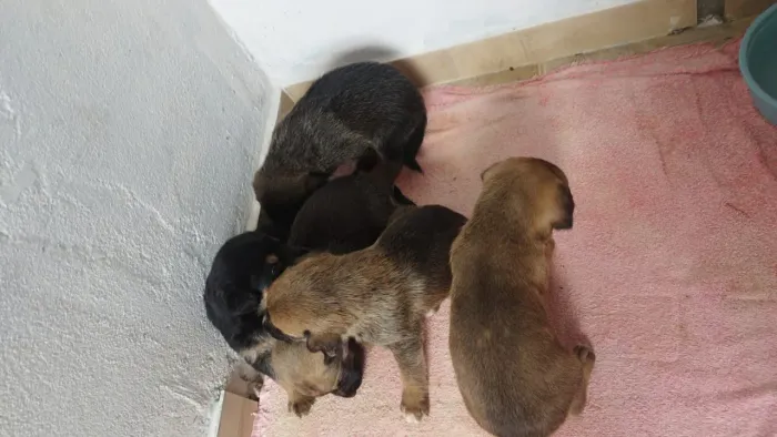 Filhotes de cachorro