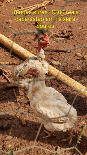 Galinha sura