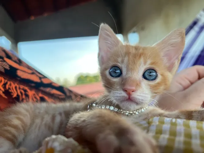 Doa-se esse lindo gato