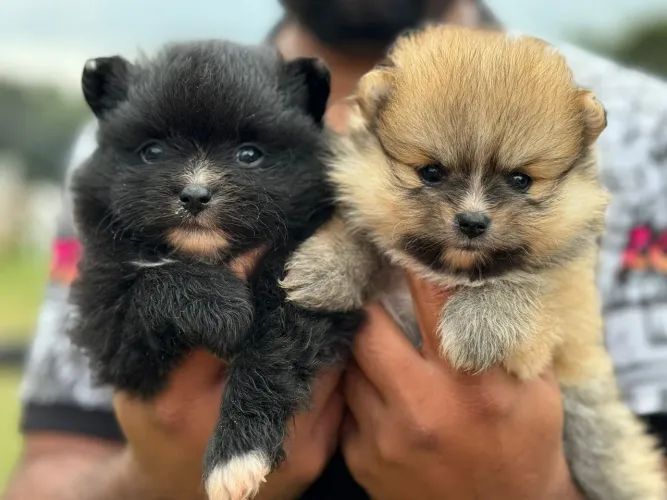 Spitz alemão anão/cheio de amor para dar.