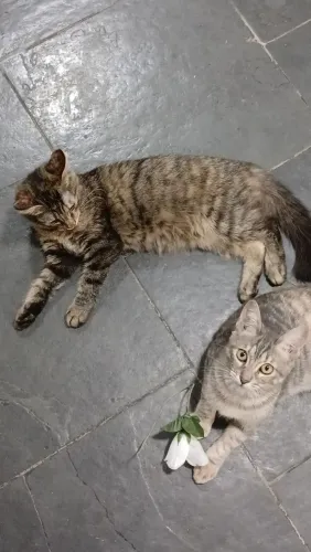 Gata para adoção doação