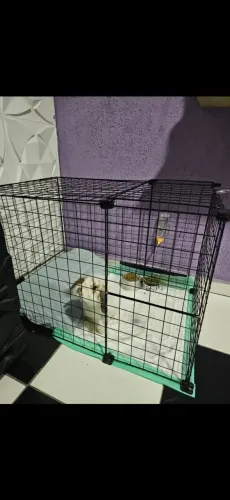 Cercadinho p/Gato e Coelho 