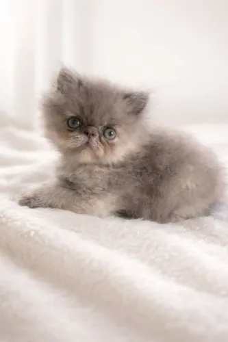 Gato persa filhotes
