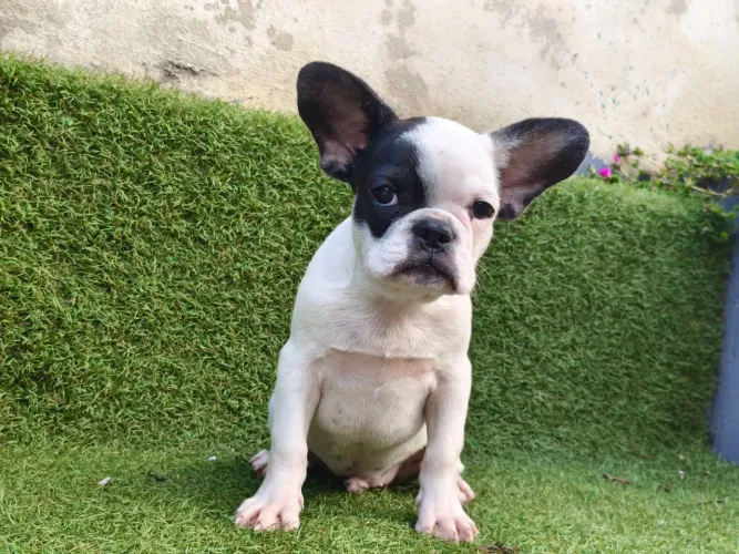 Bulldog francês macho