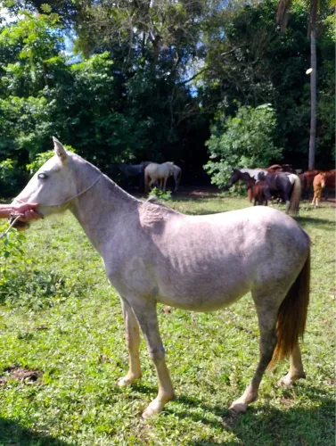 Potra mangalarga marchador