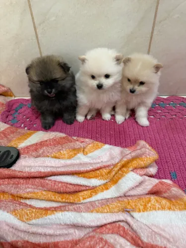 Spitz alemão/ Lulu da pomerania