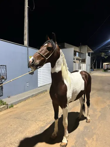 Cavalo a venda