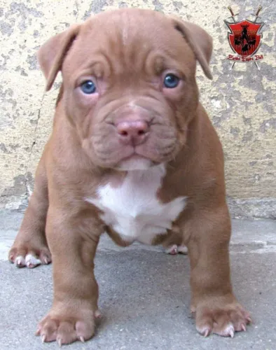 Pit monster