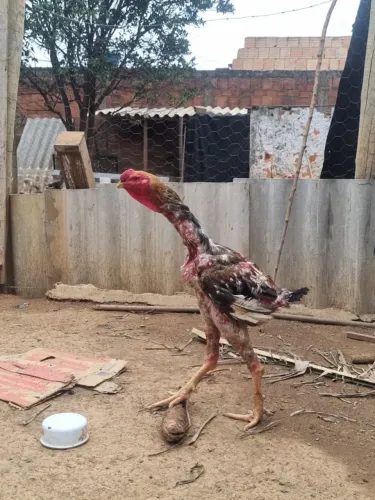 Frango e frangas índio gigante 