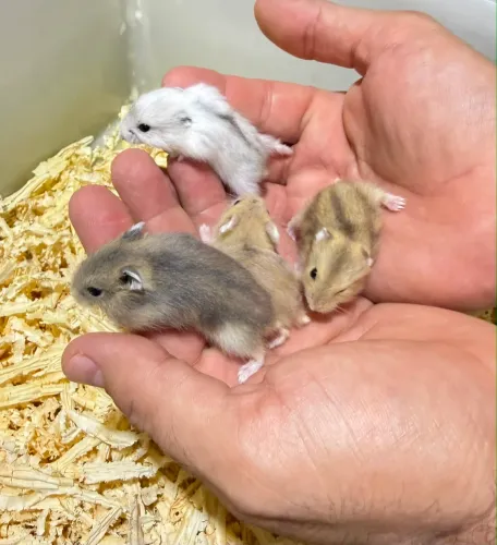 Filhotes de Hamster anão russo