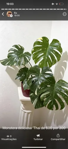 Plantas