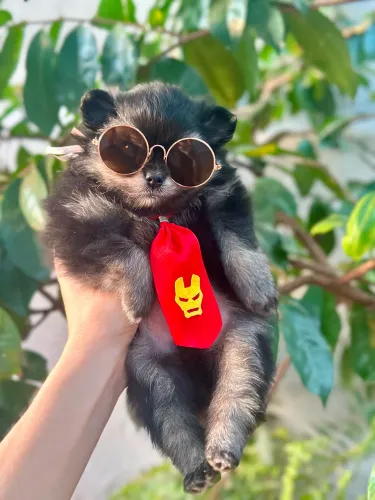 Filhotes de spitz alemão macho