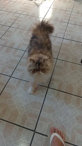 Gata persa pra cruzar