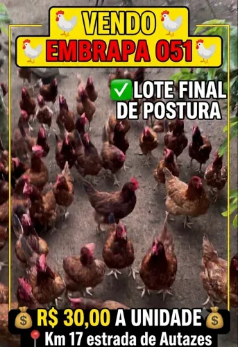 Galinha caipira 