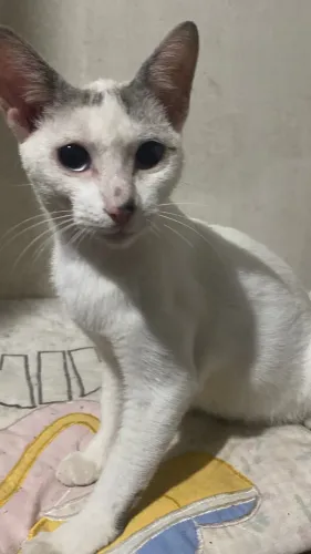 Gata castrada linda