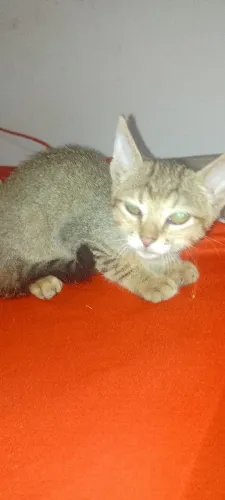 Dia se gatinho macho de 3 meses